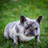 Beautiful blue Merle female Ready for You