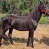 Black Morgan horses for sale