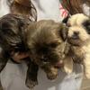 Shorky Puppies for Sale:  Shih Tzu / Yorkie