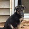 5 month old German Shepherd 