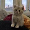 Female British Shorthair