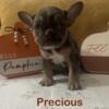 Merle French bulldogs For Sale