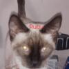 Reduced! Purebred Siamese females, adult 2-3 yrs