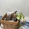 Mini Lops, Holland Lops, Netherland Dwarf, Lionlops, Lionheads Bunny Bunnies Rabbits