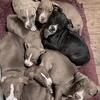 Staffordshire puppies