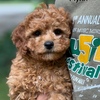 Flynn - F1B Male Cavapoo  - Shipping Available! - Low Shedding - Cavadoodle