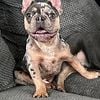 AKC French Bulldog Male Merle puppy 14 months old