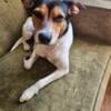 Tri color female jack Russell 2 years old