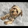 Female Purebred Yorkie