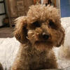 Princess Petite Poodles offering stud service 