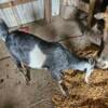 Grade Nubian Buck for sale