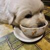 Great pyrenees puppies available now