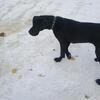 Greatdane 1 yr old