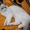 Last Sweet Boy! Purebred Ragdoll Male (Mycroft) – Ready Now! (Amherst / Buffalo, NY)