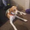 DOG IN NEED OF A NEW HOME!