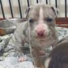 New Born Merle Pitbull Terriers Now Available for Purchase