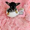 Chihuahuas, Poodles, Pomeranians, Malteses  & Teacup Puppies