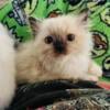 Tica 10 week old male ragdoll