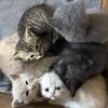 Scottish  folds