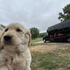 golden Puppies!