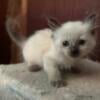 Ragdoll kittens purebred T.I.C.A