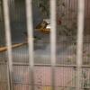 Penguin finch