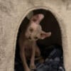 ELF sphynx female cat for sale