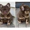 Fluffy Frenchie Available