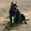 Free abkc registered bully