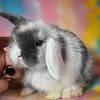 Holland lop bunnies due this Month | Health Warranty | Care Packet | Pedigrees available