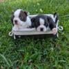 Boston Terrier for sale