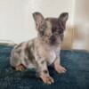 Fluffy French Bulldog blue merle  male 