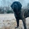 Registered AKC English Mastiff