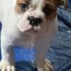 English bulldog puppies for sale 1100