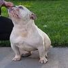 3 year old female Bully for sale