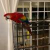 Scarlet Macaw - DNA sexed Female