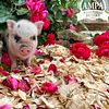 Mini piglets registered with the American Mini Pig Assoc