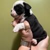 Frenchie puppy's available.