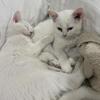Russian white & Scottish Fold