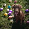Labrador retrievers Adults & Puppies