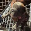 French Bulldog puppies