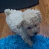 Bichapoo puppies