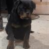 AKC Rottweiler female available