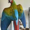 Stunning Shamrock Macaw 