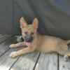 AKC German Shepherd puppies