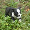 Boston Terrier Pups: 1 seal and 1 red near Tallahassee, FL: $350