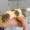 Not sugar gliders, APD - African Pygmy Dormice, Pied, or micro squirrels Contact for availability