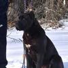 Akc Canecorso