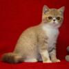 RARE Lilac Spotted Tabby white Exotic short hair male kitten. CFA Reg