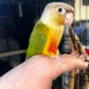 breeding pair pineapple green cheek conures